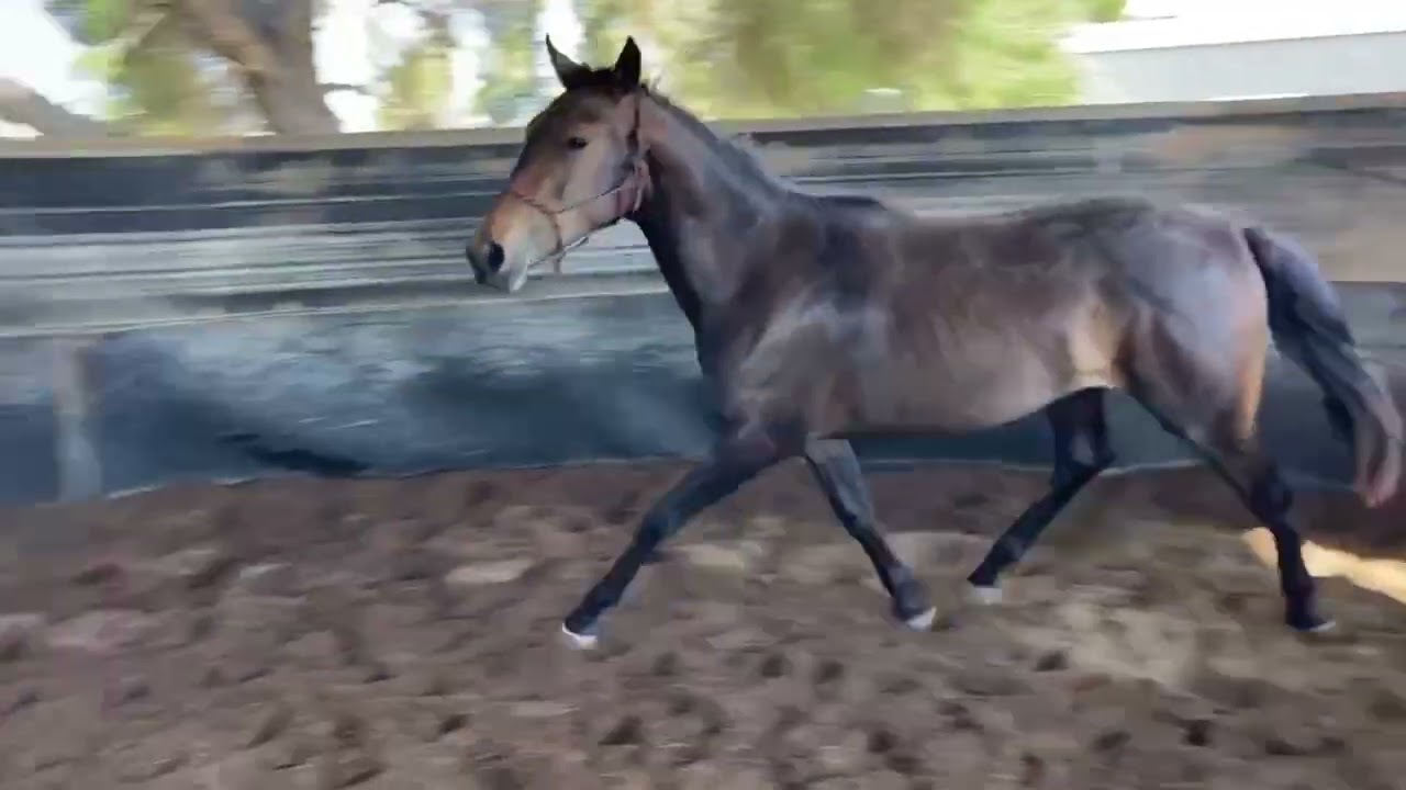 Jingella Kandlelight. Yearling filly. Sire Kannatol. Dam Wondaree Polkadot 
