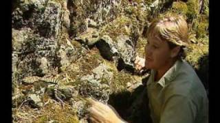 Steve Irwin&#39;s Wildest Animal Encounters (Part 10)