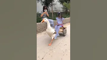 البطة البطة 