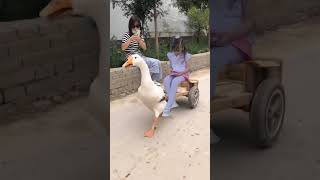 البطة البطة 🦢🦆😂😂