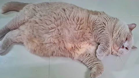 Video 2297401: british shorthair cats feeding, post cat