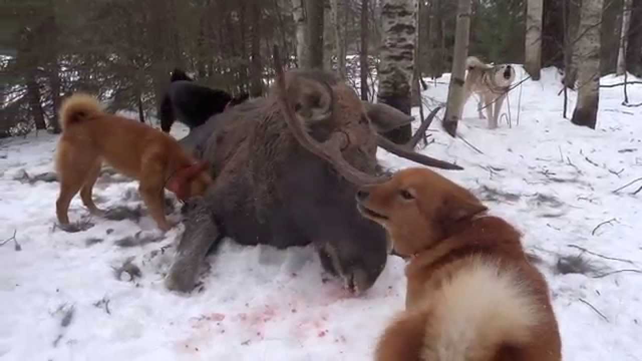 Видео с лайка с собакой