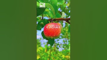 الآية 216 من سورة البقرة بصوت الشيخ فارس عباد
