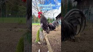 🐓 Silverudds Blå rooster „Michel“ crowing #rooster #chickens #silveruddsblå #farming #farmanimals