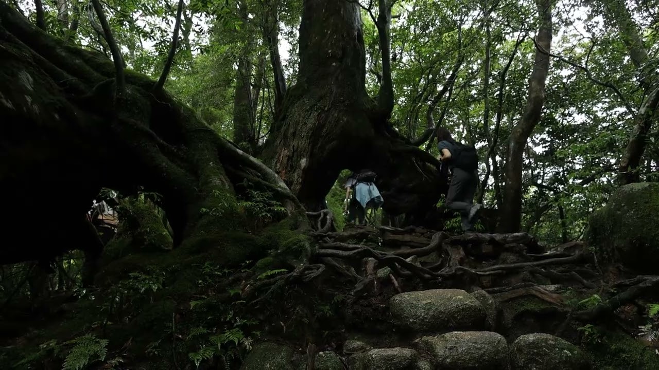 屋久島