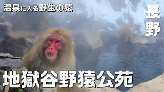 【帯付き】まけるな！モズちゃん 地獄谷のサルと友だちになって20年 地獄谷野猿公苑にはとんでもない数のお猿さんがいた🐵世界でも