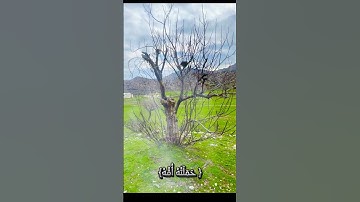 ووصينا الإنسان بوالديه إحسانا حملته أمه كرها ووضعته كرها وحمله وفصاله ثلاثون | الآية #المصحف الأحقاف