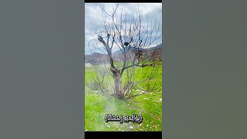 ووصينا الإنسان بوالديه إحسانا حملته أمه كرها ووضعته كرها وحمله وفصاله ثلاثون | الآية #المصحف الأحقاف