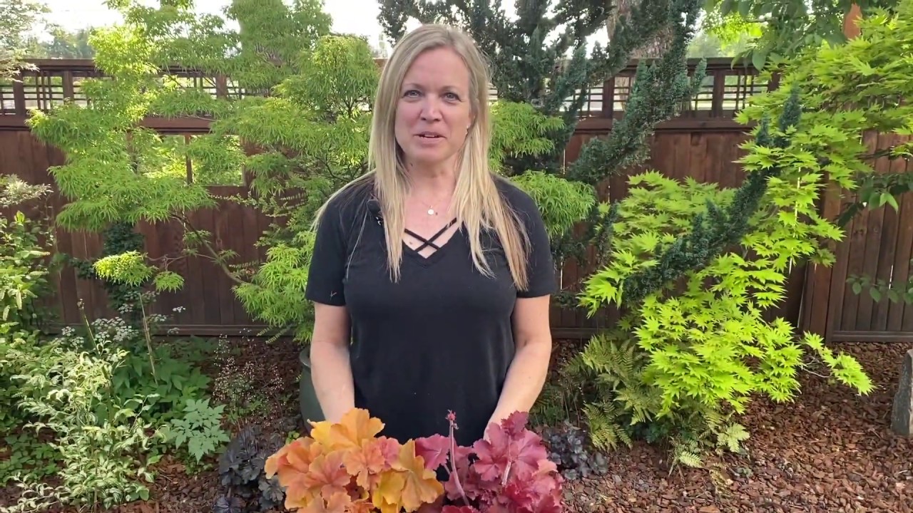 Heuchera Northern Exposure from ThinkPlants