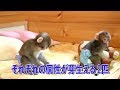 メッチャ可愛い赤ちゃん猿きぬ第⑥話太平にとっても変な癖が！Pretty cute baby monkey"Taihei" has a very strange habit