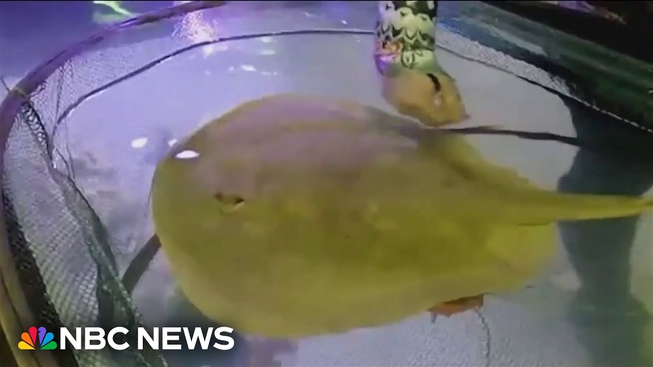Stingray’s virgin pregnancy has scientists speculating Stingray’s virgin pregnancy has scientists speculating