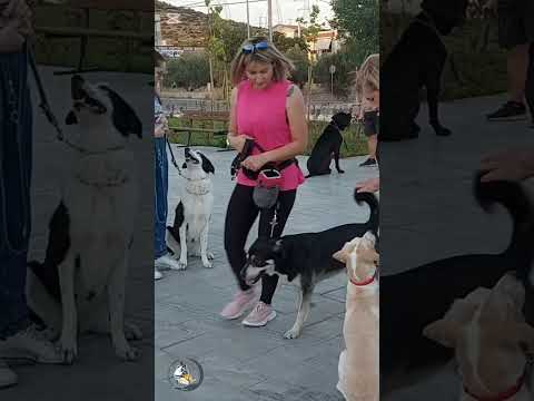 Εκπαίδευση σκύλων, Βασική