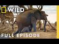 Chasing the African Rains (Full Episode) | Incredible Animal Journeys | Nat Geo Animals