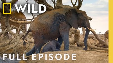 Chasing the African Rains (Full Episode) | Incredible Animal Journeys | Nat Geo Animals