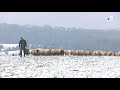 Haute-Saône : l'exaspération des éleveurs après de nouvelles attaques de troupeaux