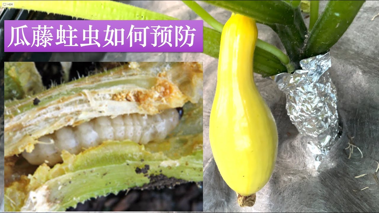How to keep squash vine borers away。怎样预防西葫芦，南瓜藤蛀虫对植株根茎部的侵。蚀。 YouTube