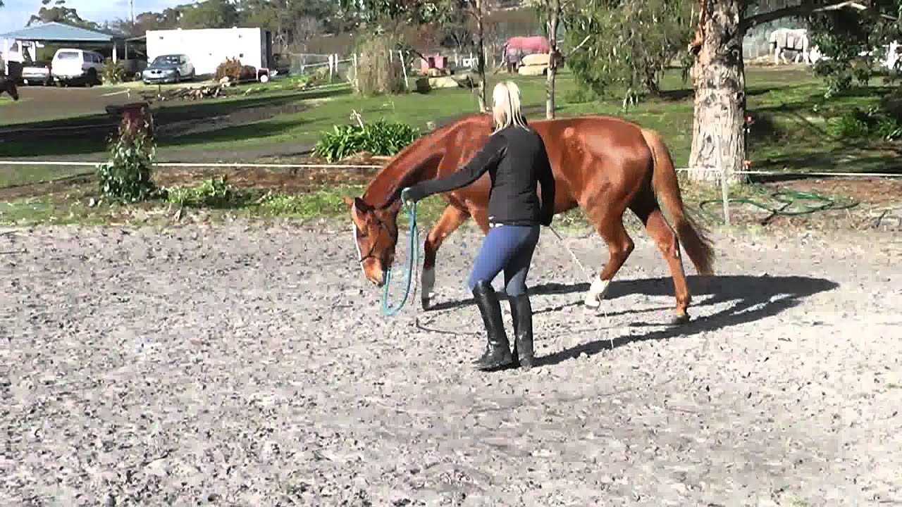 Holistic Horse Solutions Lunging head down relaxation and working