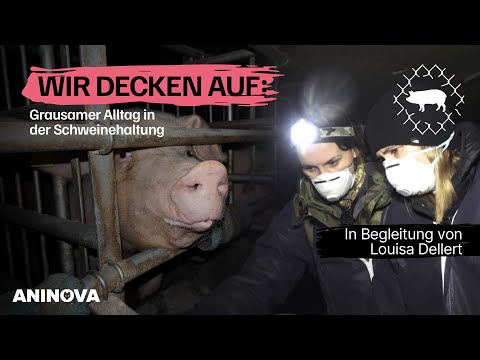 Neue Aufdeckung: Im Schweinebetrieb mit Louisa Dellert