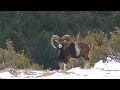 MOUFLON IN THE SPANISH PYRENEES