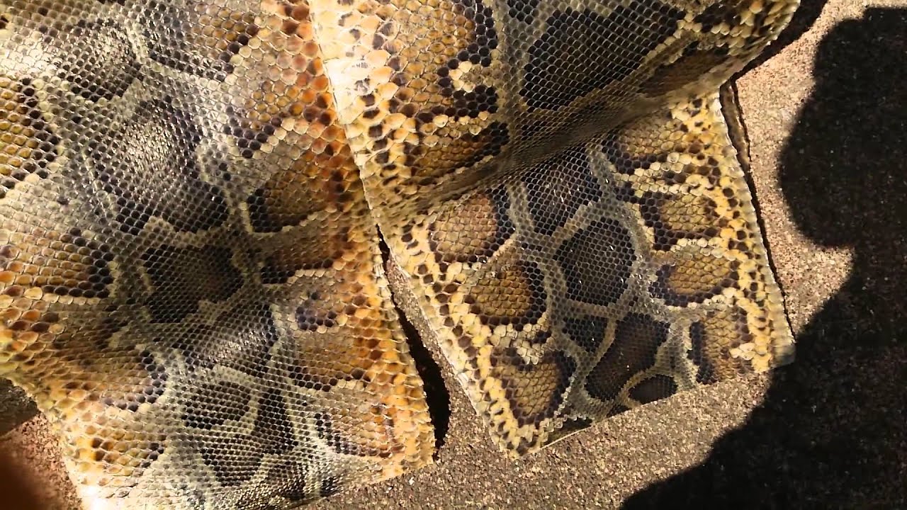 巨大ニシキヘビの皮が三線で使用される Big snake. - YouTube