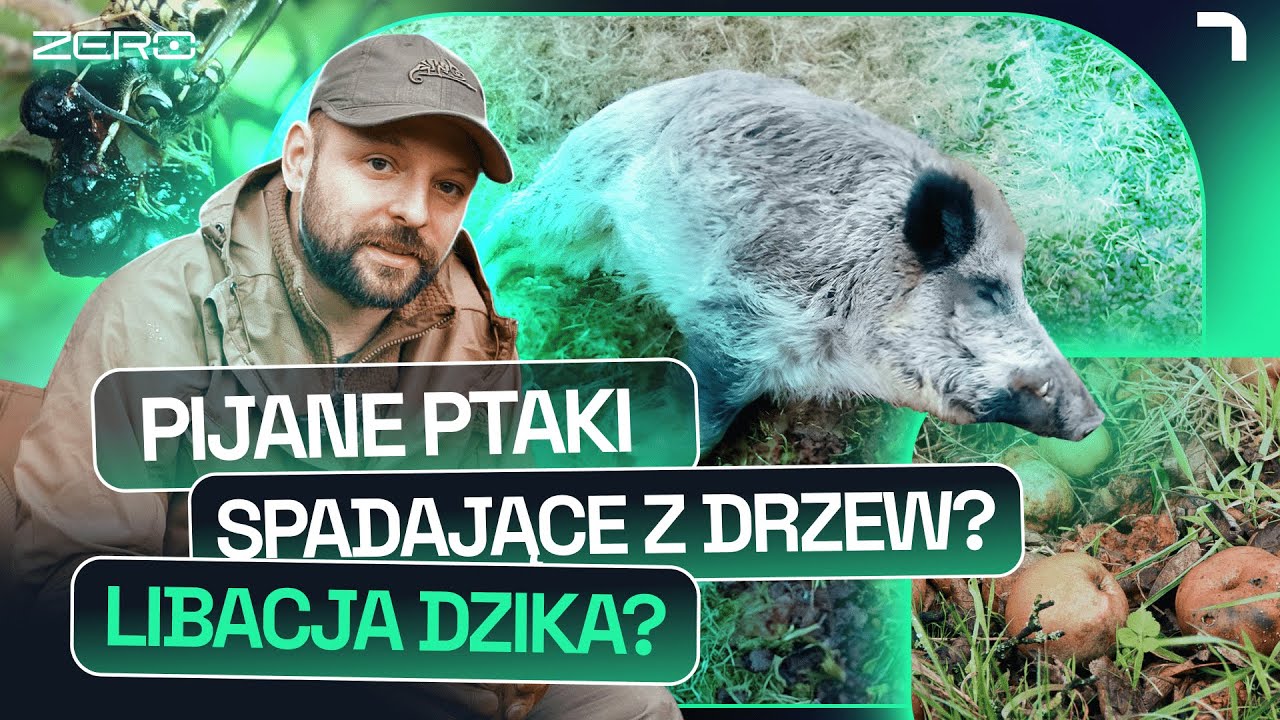 NIETRZEŹWE ZWIERZĘTA. PRAWDA CZY MIT? WYJAŚNIAMY | GATUNEK ZERO #34