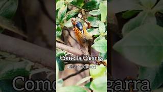 Happy cicada season! Here’s snippet of &quot;Como La Cigarra&quot; (“Like the Cicada”) #usafband #cicada