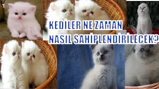 Ucretsiz Yavru Kedi Sahiplendirme Scottish Fold Blue Point Yavru Kediler Kedim Dogurdu Youtube