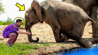 Elefante llorando pide ayuda a un hombre. Lo que ocurre a continuación es increíble.