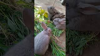 #rabbit #bunny #mycuterabbit #animals #cute #pets #cuteanimals #funny