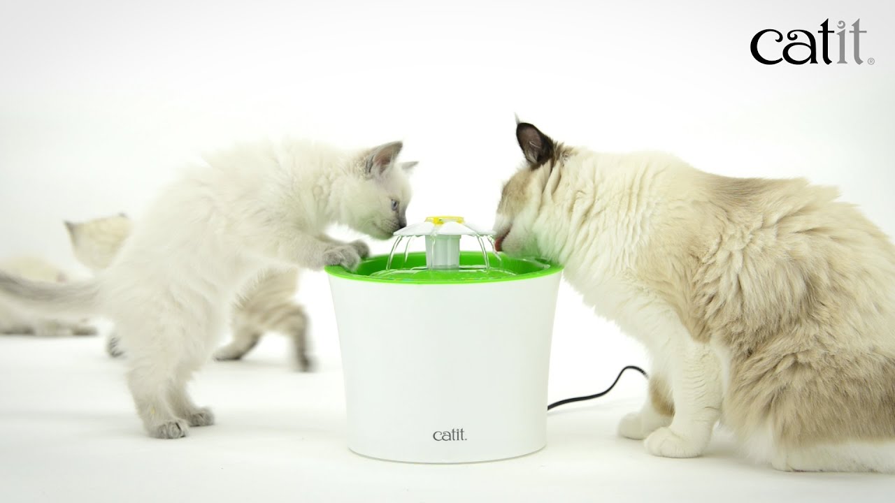 Catit Senses Fontaine Ef Bf Bd Fleur Pour Chat Catit Senses Fontaine Ef Bf Bd Fleur Pour Chat