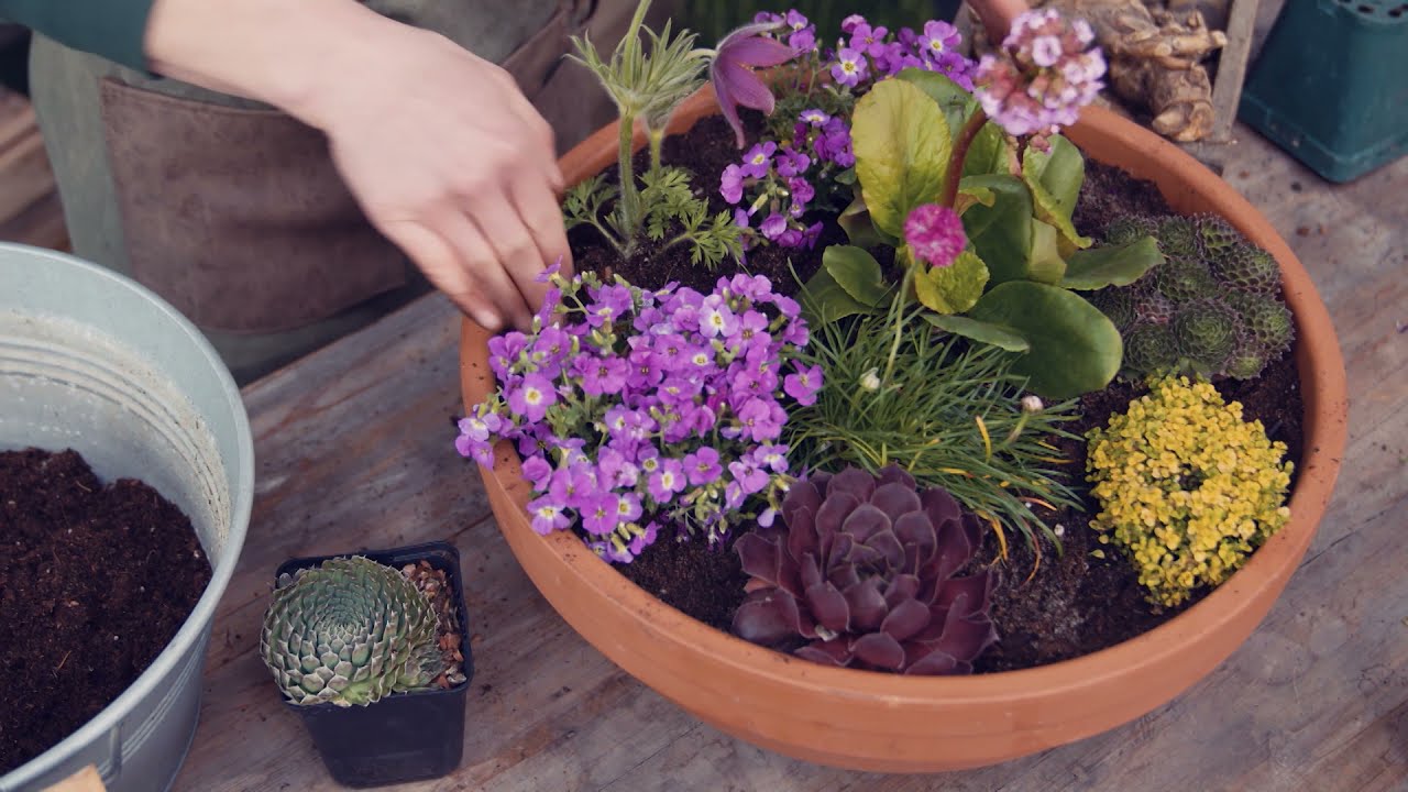 Gartln mit Starkl: Tipp - So bepflanzt man eine Terrakotta-Schale