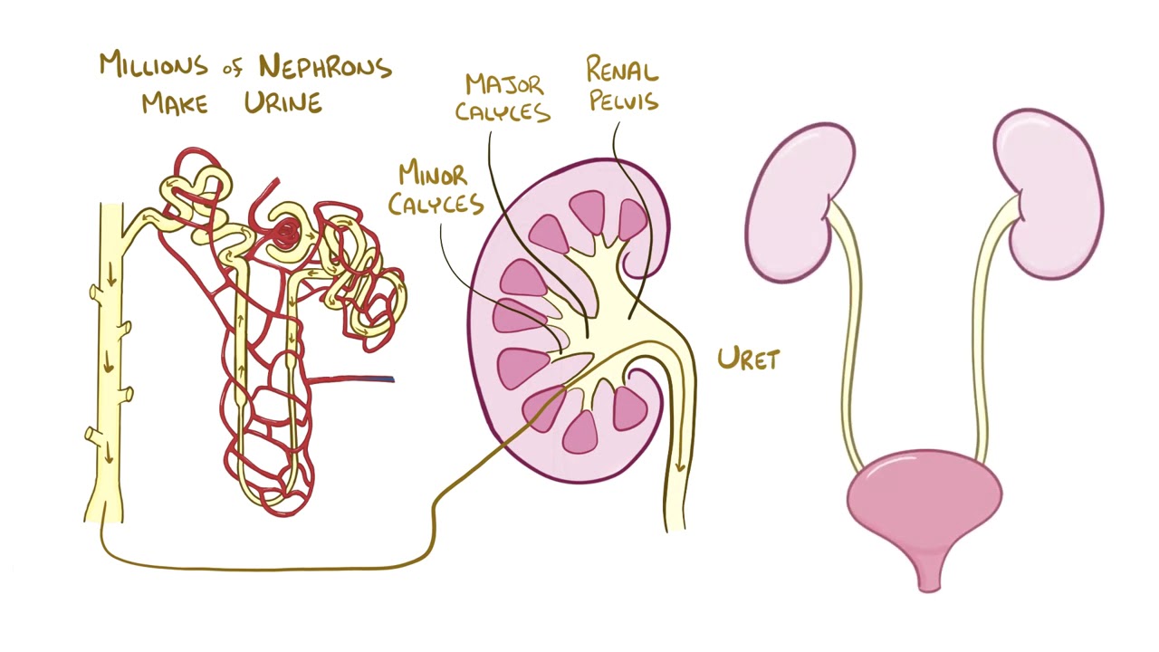 Anatomy And Physiology Of The Renal System Youtube