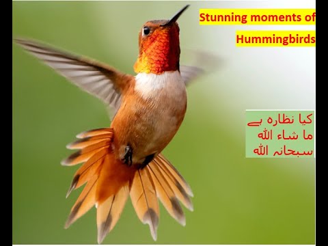 ہمنگ برڈ, ما شاء اللہ سبحانہ اللہ ,  Wow a beautiful bird is hummingbird