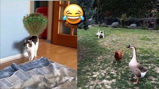 FUNNY CATS and DOGS 🐶😹New Funniest Cute Animals Videos 2024💥
