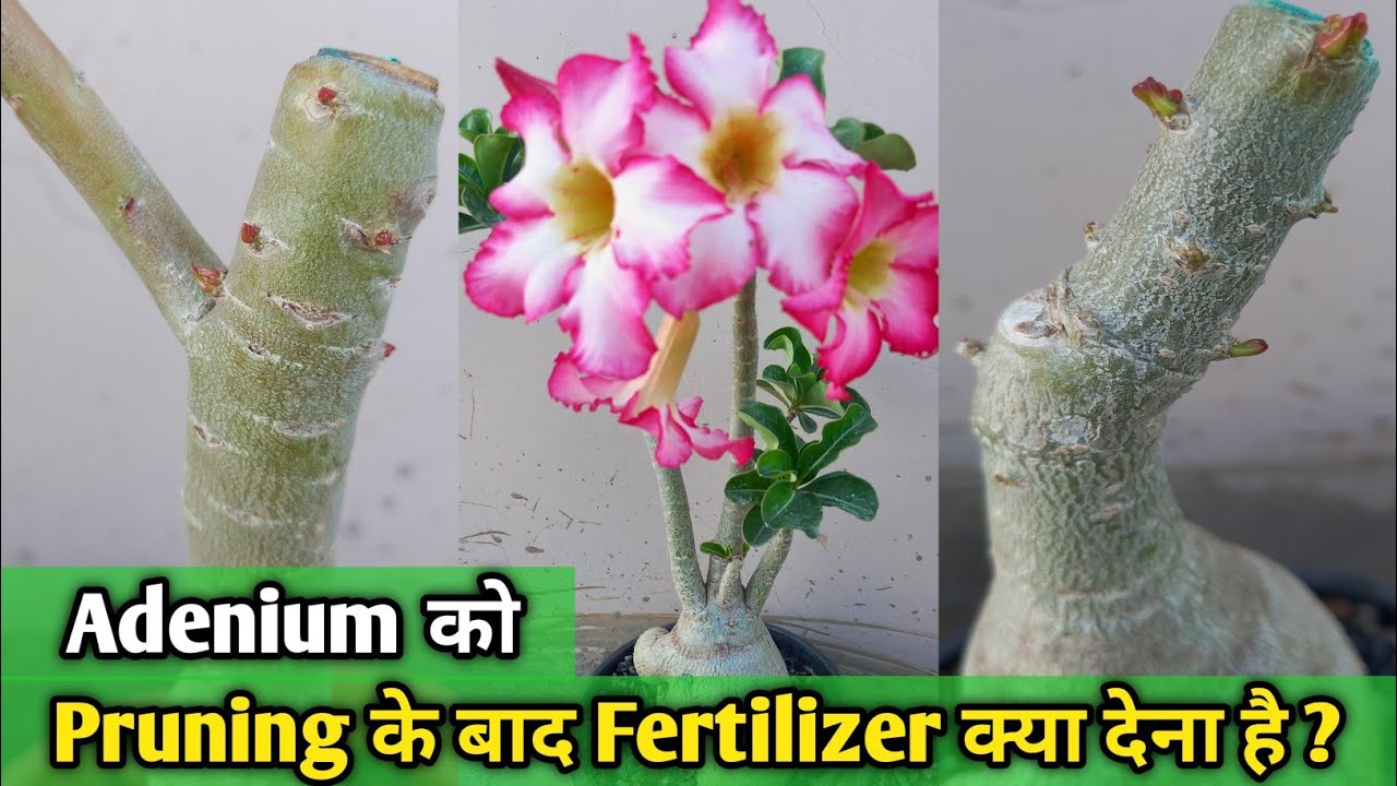 Adenium को Pruning के बाद fertilizer क्या देना है ? How to Care Adenium ...