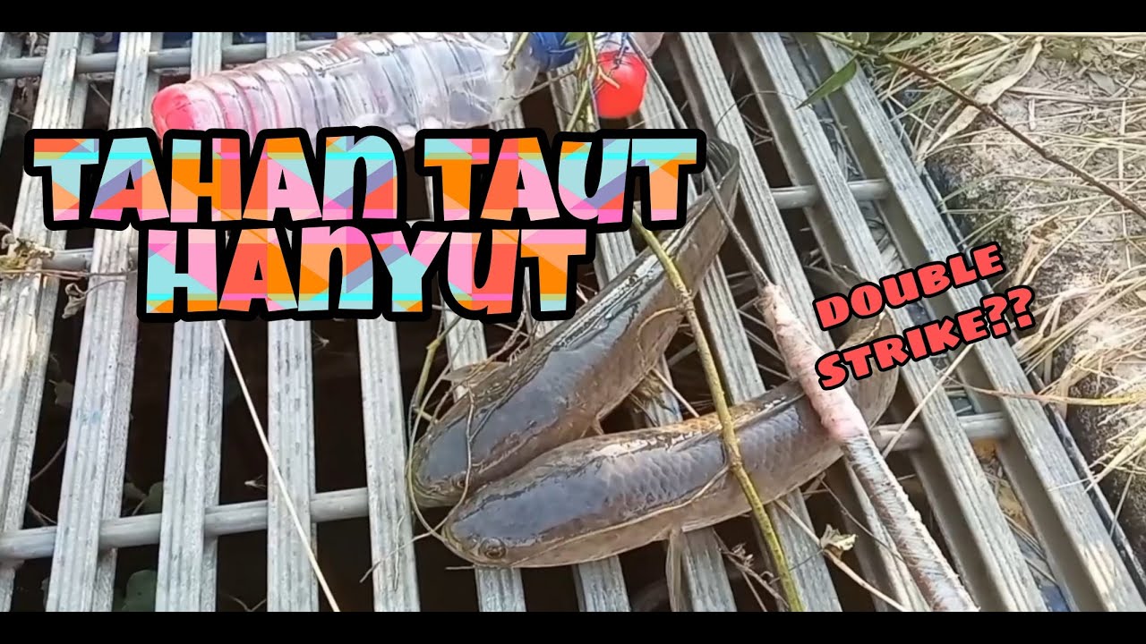 #EP104 Tahan Taut Hanyut - double strike
