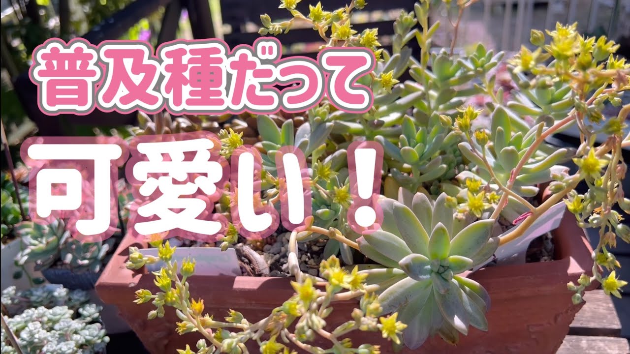sold out No.33 クラプトペタルム　ポラリハート　2頭又は890 Graptopetalum Explosion Plan] It's hardy and grows vigorously