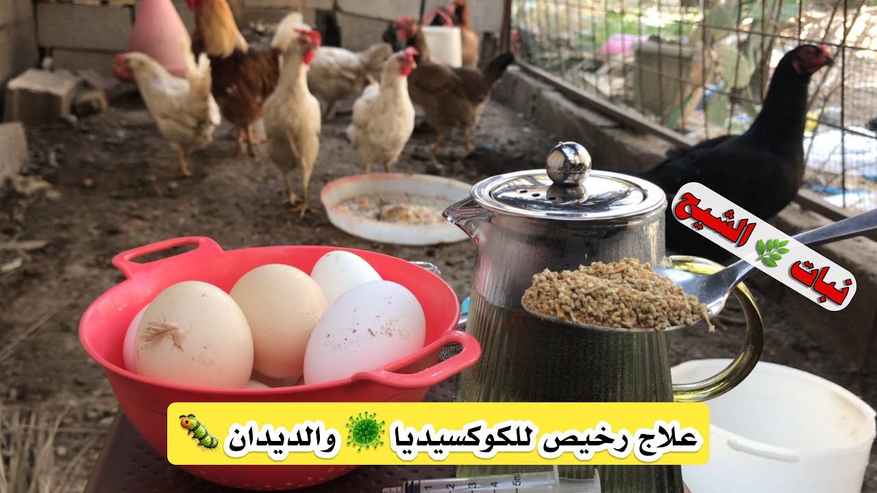 علاج رخيص وفعال ضد الكوكسيديا والديدان والسهال الدجاج والطيور