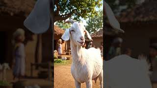 भूतनी की बहनबकरी #facts