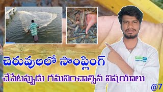 Famous Points to note when sampling in a pond || Aquaculture shrimp farming || #aquaculture #vannamei Wealth