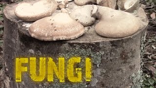 Chaga and The Birch Tree