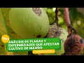 Análisis de plagas y enfermedades que afectan cultivo de mago-TvAgro por Juan Gonzalo Angel Restrepo