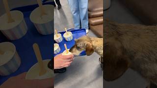 The only way to serve your dog. A Sweet Treat For Clark! #dachshundlife #weens #dogshorts #dogs