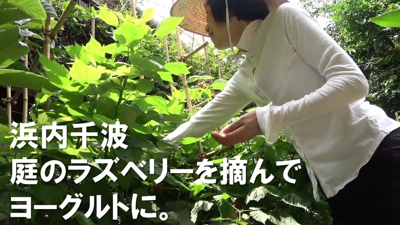 庭のラズベリーを摘んで朝のヨーグルトに 自然な甘みと酸味のラズベリーソースも作っていただきました 料理研究家 浜内千波のお料理解決チャンネル Youtube