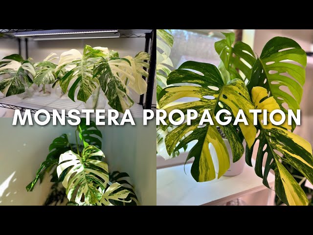 buy philodendron 4 Philodendron 'Florida Ghost'  Canopy Plant Co