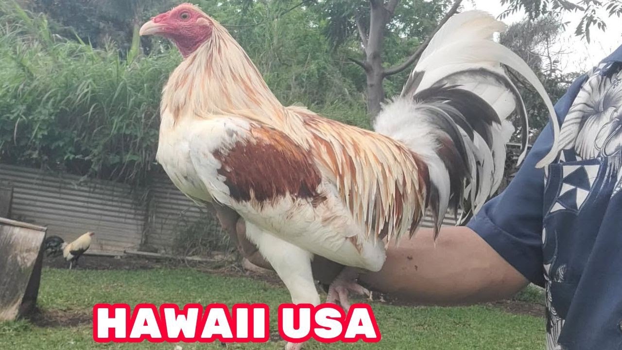 HAWAII 🇺🇸 Feeding Time Shape Chicken Coop Outdoor Breeding Pens