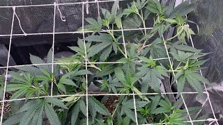 Hidden Grower Season 1 episode 3 (SCROG)