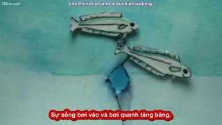 131. [TED-Ed Vietsub] Phần nổi của tảng băng - Camille Seaman