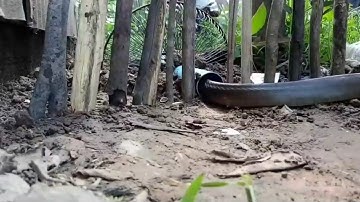 Easy Snake Trap - Build Deep Hole Underground Using Long Pipe & Big Plastic Bottle