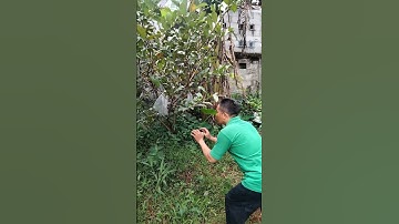there is a bird in the guava tree #trending #vidioviral #nature #nest #animals #wildlife  #birds